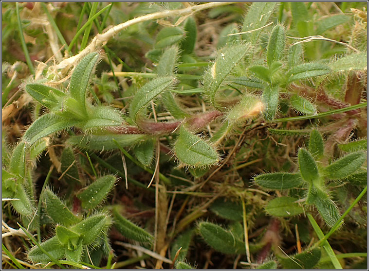 Common Mouse-ear, Cerastium fontanum