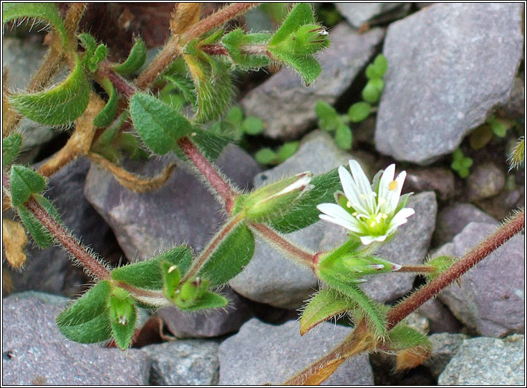 Common Mouse-ear, Cerastium fontanum