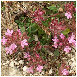 Wild Thyme, Thymus polytrichus