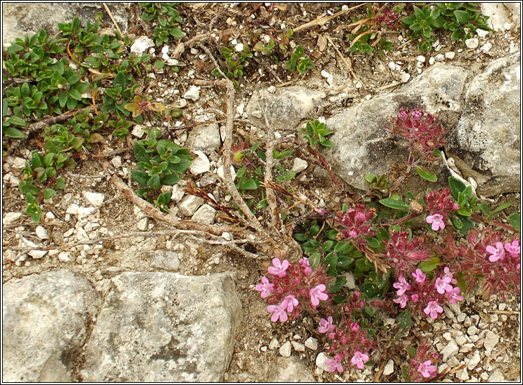 Wild Thyme, Thymus polytrichus