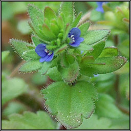 Wall Speedwell, Veronica arvensis