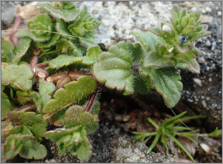 Wall Speedwell, Veronica arvensis