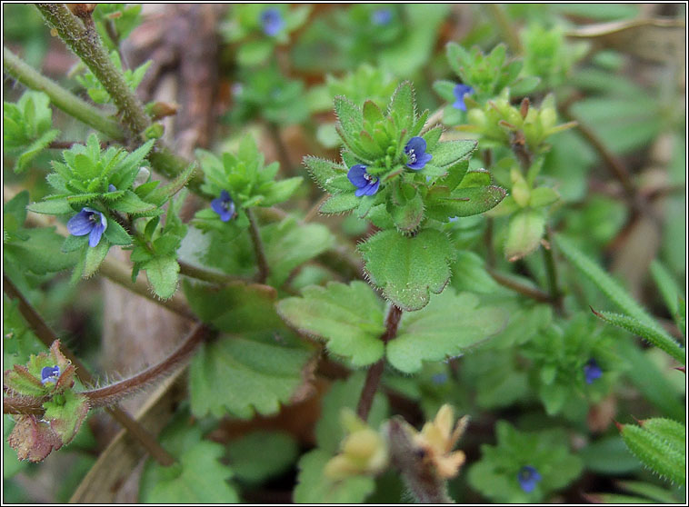 Wall Speedwell, Veronica arvensis