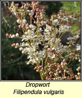 Dropwort, Filipendula vulgaris