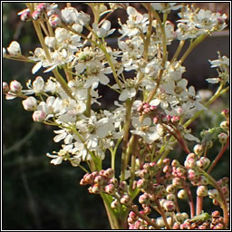 Dropwort, Filipendula vulgaris