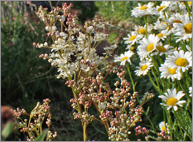 Dropwort, Filipendula vulgaris