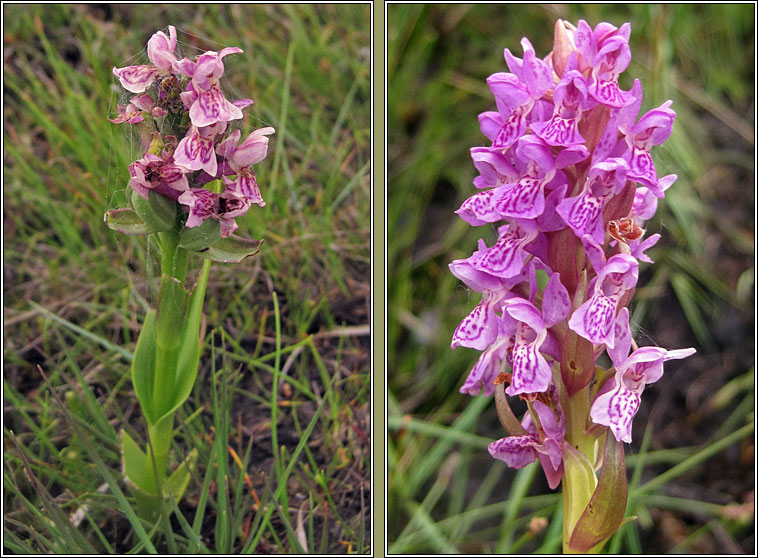 Early Marsh-orchid, Dactylorhiza incarnata