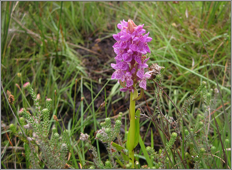 Early Marsh-orchid, Dactylorhiza incarnata