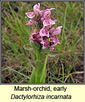 Marsh-orchid, early, Dactylorhiza incarnata