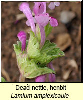 Dead-nettle, henbit, Lamium amplexicaule