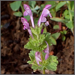 Henbit Dead-nettle, Lamium amplexicaule