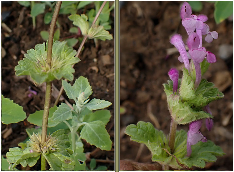 Henbit Dead-nettle, Lamium amplexicaule