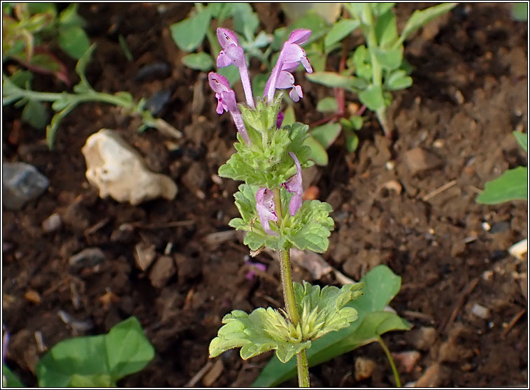 Henbit Dead-nettle, Lamium amplexicaule