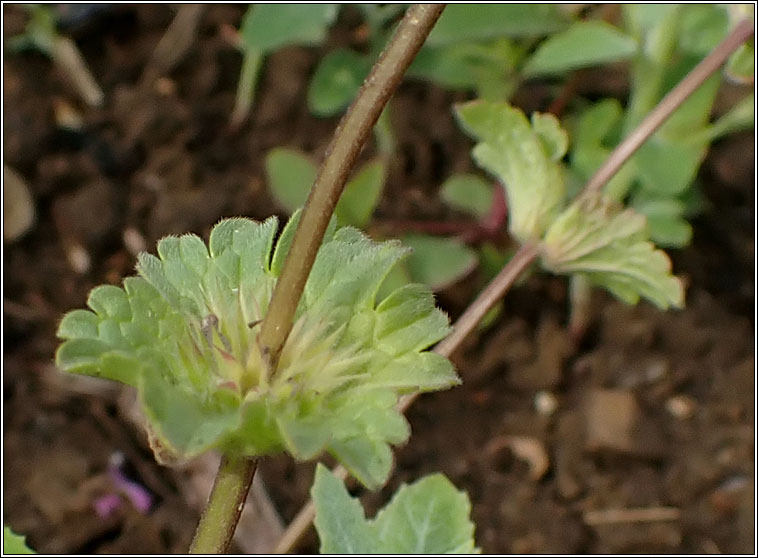 Henbit Dead-nettle, Lamium amplexicaule