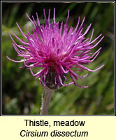 Thistle, meadow, Cirsium dissectum