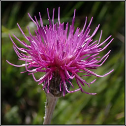 Meadow Thistle, Cirsium dissectum