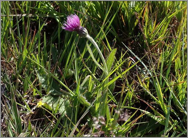 Meadow Thistle, Cirsium dissectum