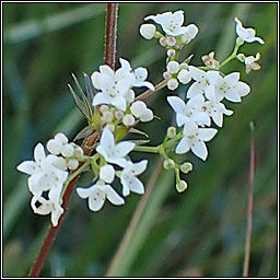 Fen Bedstraw, Galium uliginosum