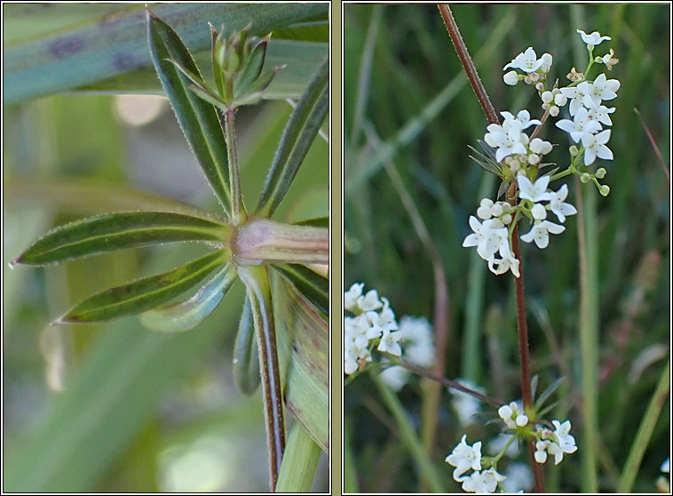 Fen Bedstraw, Galium uliginosum