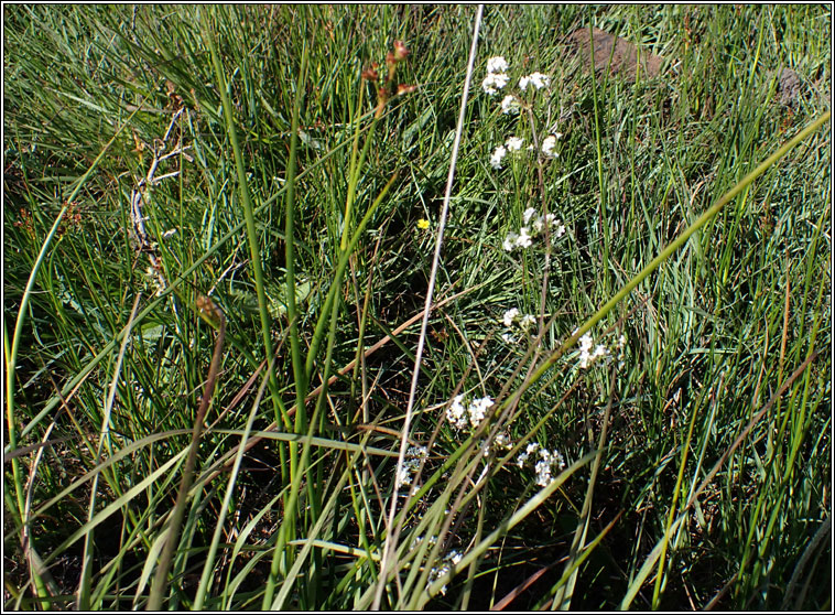 Fen Bedstraw, Galium uliginosum