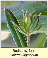 Bedstraw, fen, Galium uliginosum