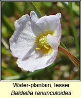 Water-plantain, lesser, Baldellia ranunculoides