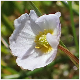 Lesser Water-plantain, Baldellia ranunculoides