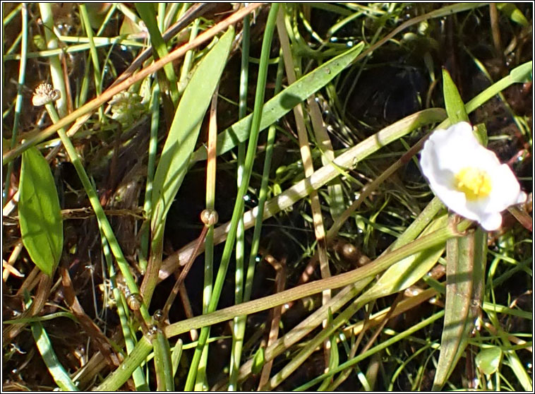 Lesser Water-plantain, Baldellia ranunculoides