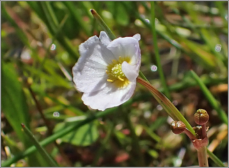 Lesser Water-plantain, Baldellia ranunculoides