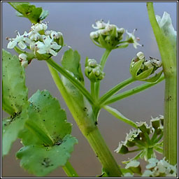 Fools Water-cress, Apium nodiflorum