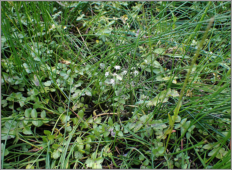 Fools Water-cress, Apium nodiflorum