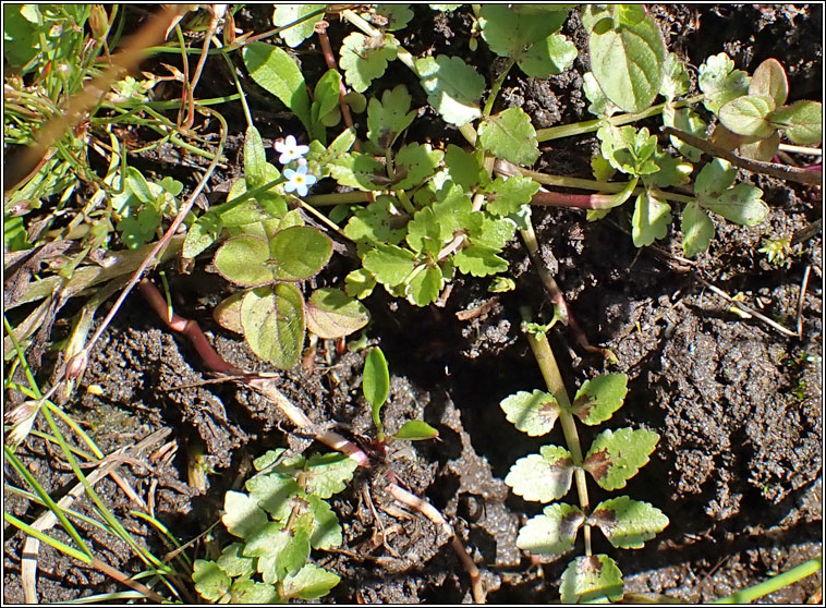 Fools Water-cress, Apium nodiflorum