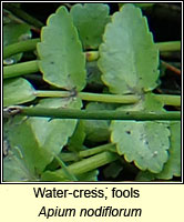 Water-cress, fools, Apium nodiflorum