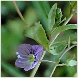 Blue Water-speedwell, Veronica anagallis-aquatica