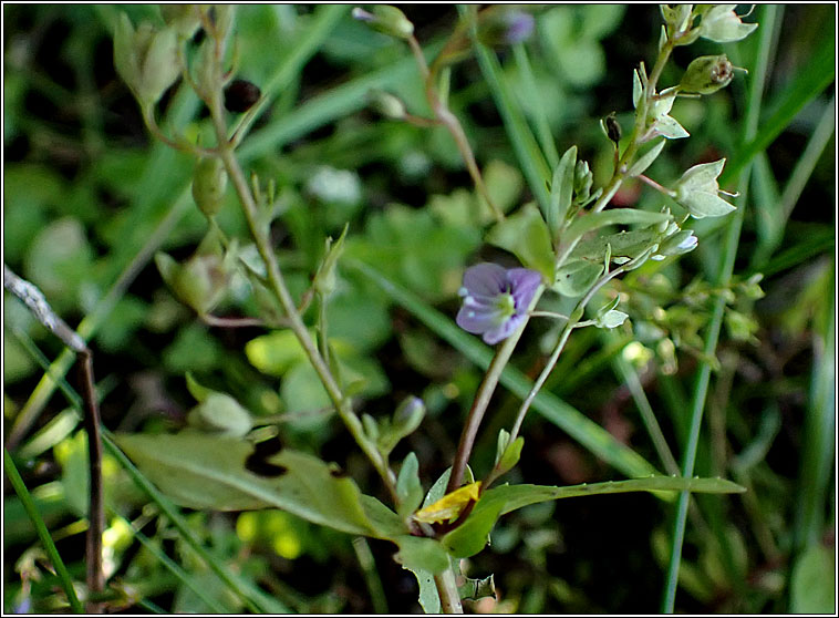 Blue Water-speedwell, Veronica anagallis-aquatica