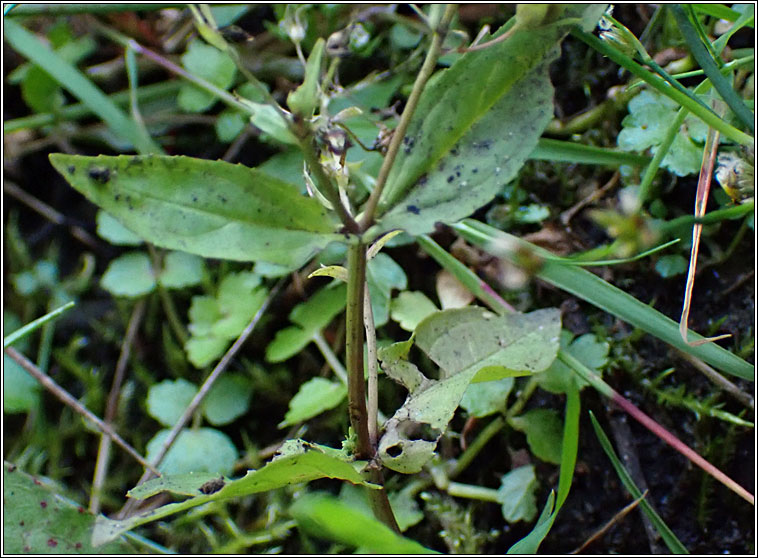 Blue Water-speedwell, Veronica anagallis-aquatica