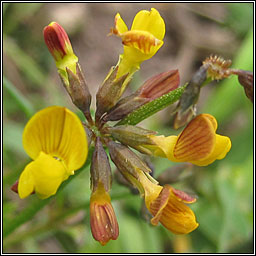 Horse-shoe Vetch, Hippocrepis comosa