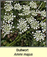 Bullwort, Ammi majus