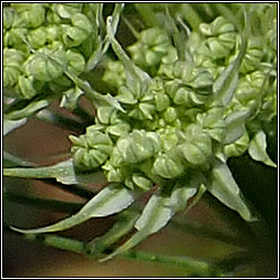 Bullwort, Ammi majus