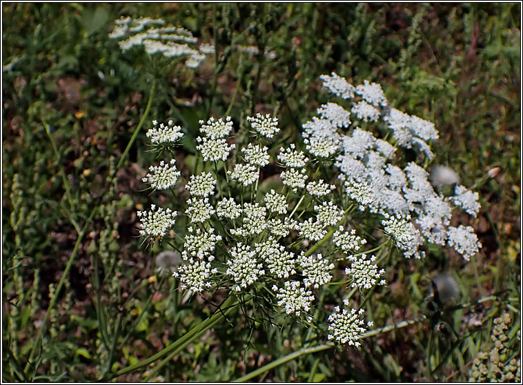 Bullwort, Ammi majus