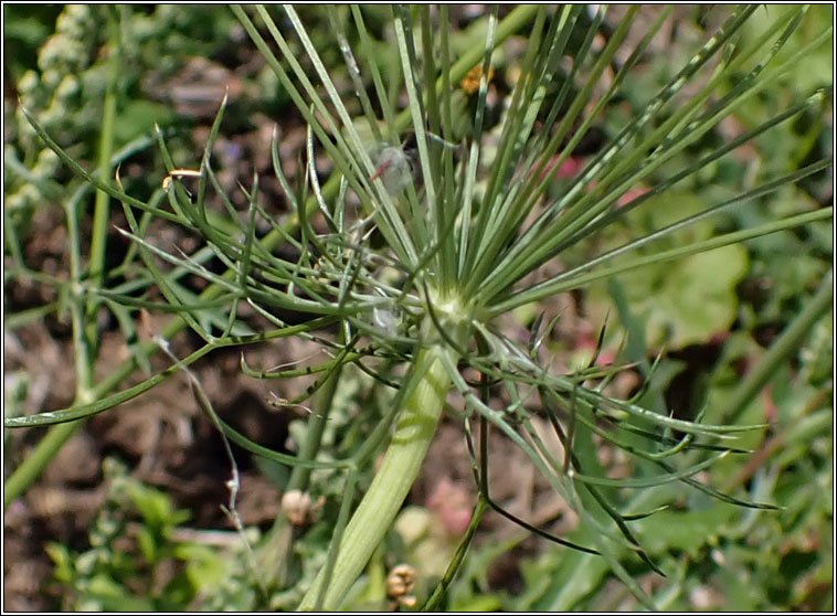 Bullwort, Ammi majus