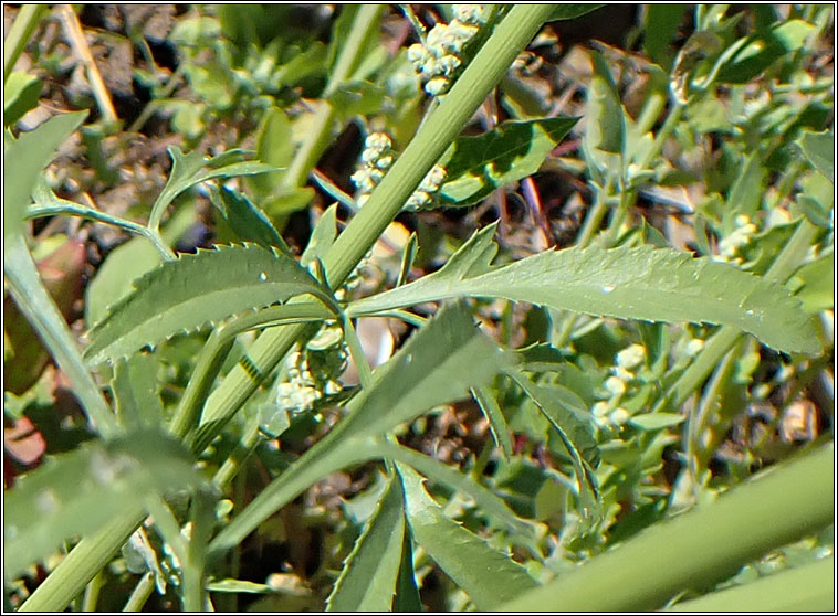 Bullwort, Ammi majus