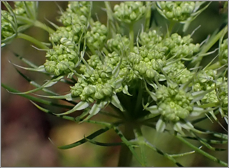 Bullwort, Ammi majus