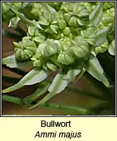 Bullwort, Ammi majus