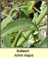 Bullwort, Ammi majus