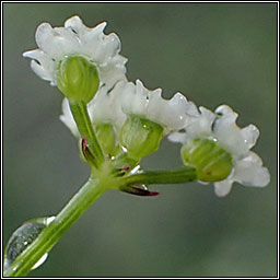 Stone Parsley, Sison amomum