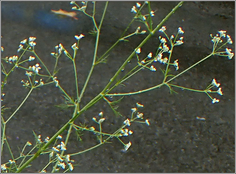 Stone Parsley, Sison amomum