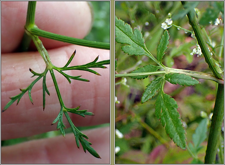 Stone Parsley, Sison amomum