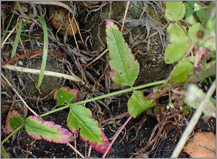 Stone Parsley, Sison amomum