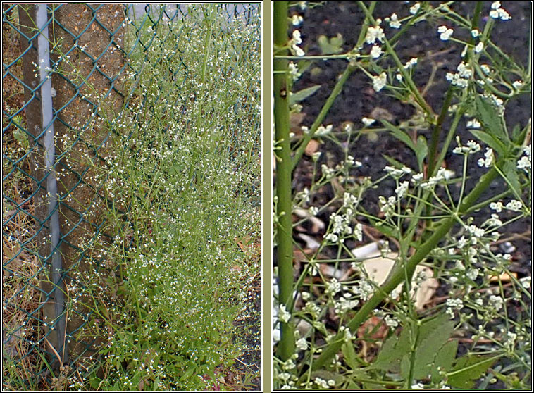 Stone Parsley, Sison amomum